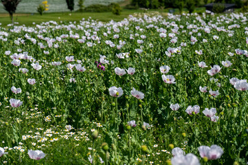 Fototapeta premium Flowering white poppy seed flowers (Papaver somniferum). Agricultural field of opium poppy or breadseed poppy.