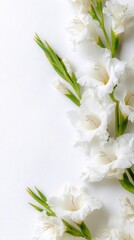 Elegant arrangement of white gladiolus flowers on a white background with space for text placement. copy space, empty space for text. back to school background