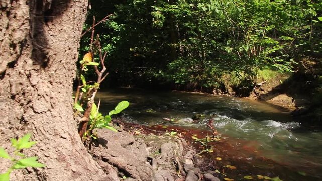 Atmospheric creek reveal floating through idyllic wilderness and untouched forest shows natural environmental conservation and freshwater habitat. Calm flowing creek with rapids and clear water idyll.