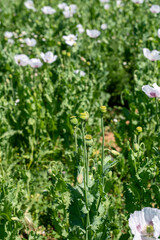 Fototapeta premium Flowering white poppy seed flowers (Papaver somniferum). Agricultural field of opium poppy or breadseed poppy.