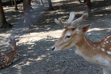 Spotted fallow deer portrait. Close up shot.