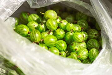 Plastic bag filled with ripe green gooseberries glowing in bright sunlight, fresh summer harvest...