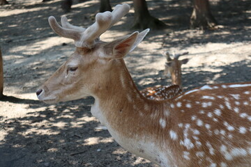 Spotted fallow deer portrait. Close up shot.