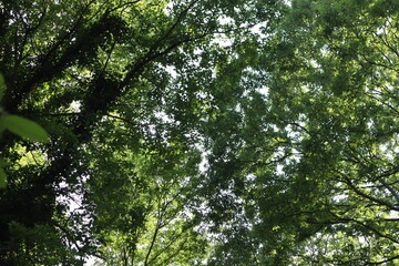 Green trees in the forest