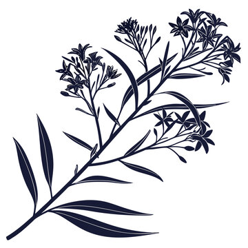 black and white amsonia ciliata