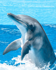 dolphin in the water