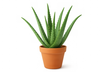 Green aloe vera plant with succulent leaves sprouting from terracotta pot, showcasing botanical wellness and interior styling against transparent backdrop