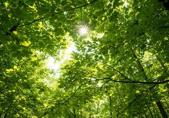 Fototapeta premium Bright sunlight illuminates the lush green canopy of a vibrant forest from below.