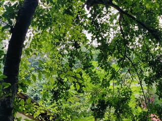 Green leaves captured in a close-up perspective, showcasing their veins, smooth surfaces, and vibrant color. A relaxing and natural image representing growth, tranquility, and harmony with the environ
