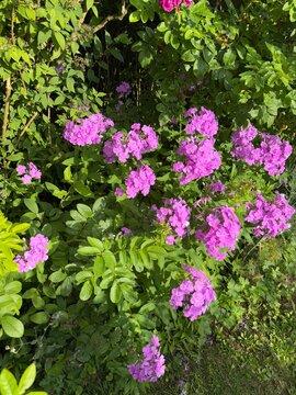 Le Jardin de Mireille en Touraine Angevine, Channay-sur-Lathan, France