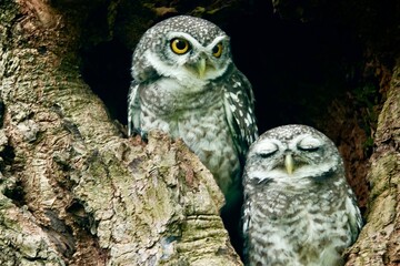 Close-up of a spotted owl (Athene brama) perched on the rim of a tree cavity. This owl has striking...