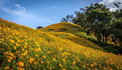 A hillside covered in vibrant yellow flowers under a bright blue sky with scattered clouds, framed by green trees.