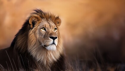 Fototapeta premium portrait of a lion