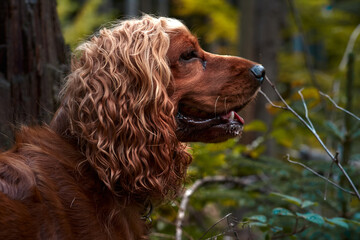 Red English Cocker Spaniel Walking in Forest. portrait