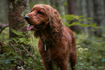 Red English Cocker Spaniel Walking in Forest