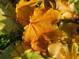 Colorful and bright background made of fallen autumn leaves