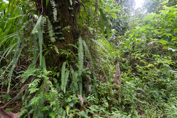 Martinique, faune, flore, paysages, Montagne Pel&eacute;e, Saint-Pierre