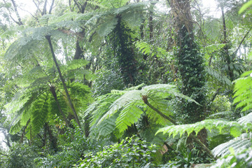 Martinique, Saint-Pierre, Montagne el&eacute;e, faune, flore, 