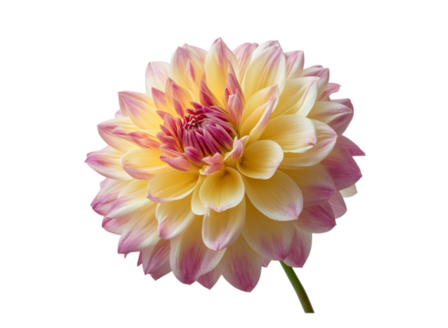A beautiful dahlia flower, in pastel yellow and pink colors isolated on a transparent background in PNG format.