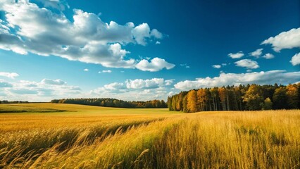 Fototapeta premium Vibrant autumn landscape featuring a golden field of ripening crops stretching towards a forest line adorned with fall colors, all under a brilliant blue sky with fluffy white clouds.