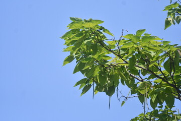 Catalpa Tree Leaves 