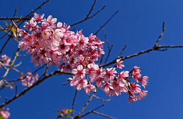 Cherry blossoms on tree in Petropolis, Rio de Janeiro, Brazil