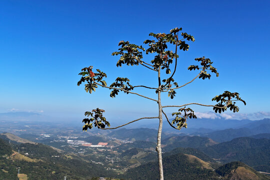 Snakewood tree (Cecropia peltata) in Petropolis, Rio de Janeiro, Brazil
