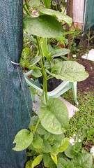 spinach plant in home garden