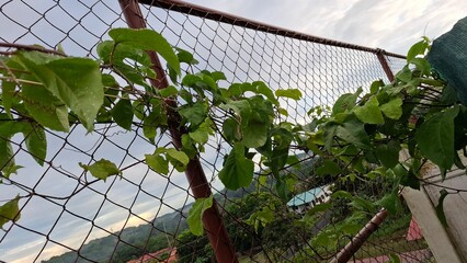 plant in home garden, passion fruit
