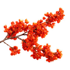 Close-up of a vibrant red flower branch