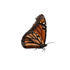 Monarch butterfly, side view, dark background