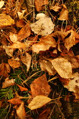 Fototapeta premium Colorful autumn leaves scattered on forest floor creating a rich tapestry of nature's beauty during fall season