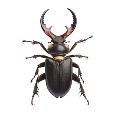 Detailed Stag Beetle Insect Isolated White Background