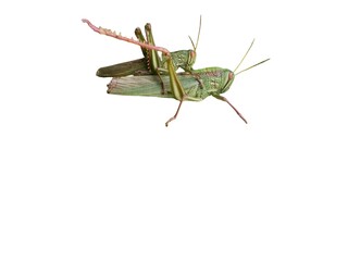 Wildlife Intimacy: Green Grasshoppers Mating, Caelifera Behavior
