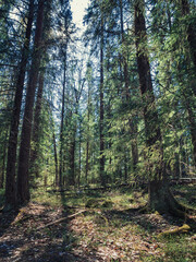 Fototapeta premium Magical fairytale forest. Coniferous forest covered of green moss. Mystic atmosphere.