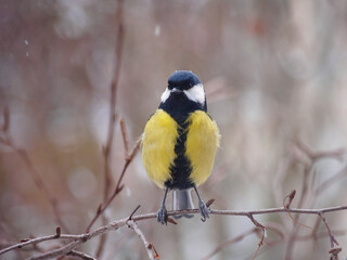 A great tit sits on a tree branch. Bird close up.