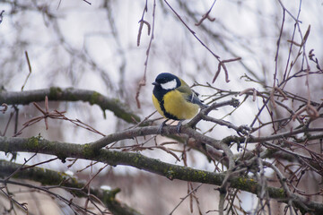 Naklejka premium A great tit sits on a tree branch. Bird close up.