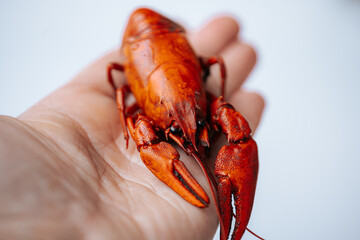  A small cooked red lobster is placed in an open human hand, showcasing its size and texture against a dark blurred background with copy space.