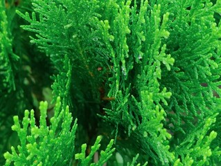 Green leaves captured in a close-up perspective, showcasing their veins, smooth surfaces, and vibrant color. A relaxing and natural image representing growth, tranquility, and harmony with the environ