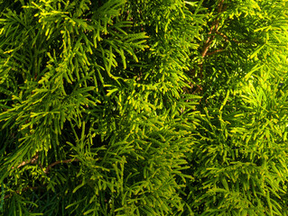Green background of thuja branches