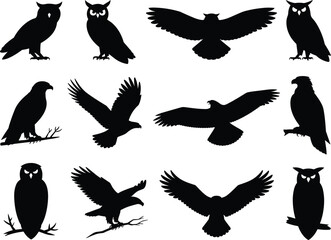 eagles in flight and perched poses, perfect for wildlife design, education, and nature themes