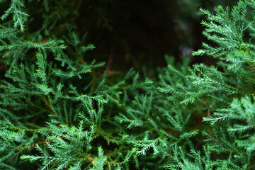 Claret Tops Honey Myrtle ( Melaleuca linariifolia Claret Tops ) leaves texture. leaf pine...