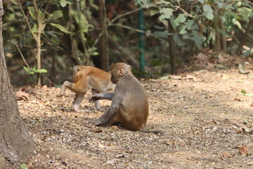 The Rhesus Macaque, a lively and intelligent primate, thrives in Karnala Bird Sanctuary. Known for its social groups, playful antics, and adaptability, it adds charm to the sanctuary’s wildlife.