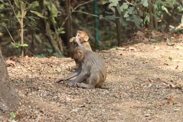 The Rhesus Macaque, a lively and intelligent primate, thrives in Karnala Bird Sanctuary. Known for its social groups, playful antics, and adaptability, it adds charm to the sanctuary’s wildlife.