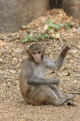 The Rhesus Macaque, a lively and intelligent primate, thrives in Karnala Bird Sanctuary. Known for its social groups, playful antics, and adaptability, it adds charm to the sanctuary’s wildlife.