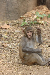 The Rhesus Macaque, a lively and intelligent primate, thrives in Karnala Bird Sanctuary. Known for its social groups, playful antics, and adaptability, it adds charm to the sanctuary’s wildlife.