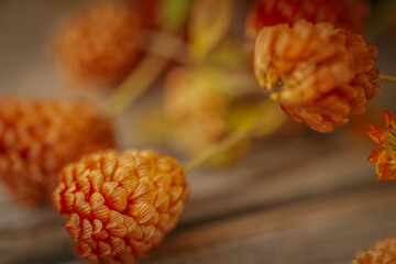 A bouquet of small, dried orange and yellow flowers scattered on a wooden surface. Warm tones,...