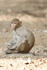 The Rhesus Macaque, a lively and intelligent primate, thrives in Karnala Bird Sanctuary. Known for its social groups, playful antics, and adaptability, it adds charm to the sanctuary’s wildlife.