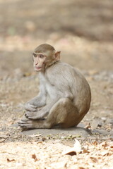 The Rhesus Macaque, a lively and intelligent primate, thrives in Karnala Bird Sanctuary. Known for its social groups, playful antics, and adaptability, it adds charm to the sanctuary’s wildlife.