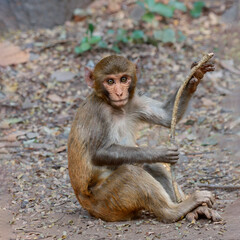 The Rhesus Macaque, a lively and intelligent primate, thrives in Karnala Bird Sanctuary. Known for its social groups, playful antics, and adaptability, it adds charm to the sanctuary’s wildlife.